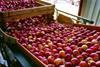Aussie nectarines under drought threat this season