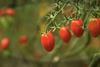 Azura tomatoes