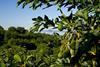 New Zealand avocados