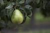 US NW Pear Anjou Branch