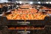 Tomaten