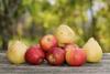 Apples and pears stacked on wooden table Adobe Stock