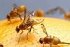 Invader fruit fly