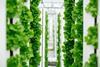 Bayer/Temasek: Neues Start-up zur Entwicklung von Saatgut für Vertical Farming
