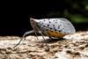 Spotted lanternfly AdobeStock_695129579