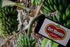Del Monte label on banana tree Adobe