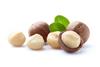 Macadamia
