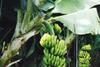 Canary Islands face "difficult" market