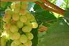 Indian grapes