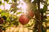 Tutti apples on tree