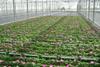 Ornamentals growers suffer the cold