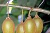 French kiwifruit