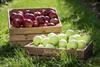 Apples from Grojec in wooden boxes Credit Sady Grojeckie Association
