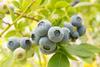 VentureFruit blueberries