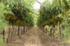 Price barrier to organic growth