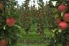Ambrosia apples US