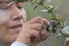 Another year of strong growth for Peruvian blueberry exports