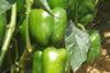 Ever Green peppers