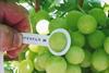South Africa grapes