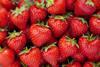 Strawberry crop protection work underway