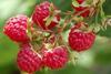 Special Fruit raspberries