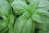 Basil CN Seeds 5023