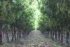 Karsten Group table grapes