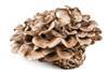 Pilz Maitake