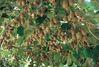 Zespri hails centenary crop