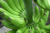 Bio-Bananen aus Ecuador