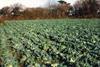 GLA praises Samaritan Cornish grower