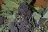 Purple sprouting broccoli arrives