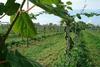 Latina kiwifruit