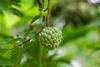 Die Atemoia ist eine Hybridfrucht, die aus einer Kreuzung der Cherimoya und der Fruta do Conde hervorgegangen ist.