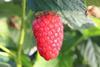 Hortifrut RubyChic