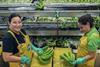 Fyffes fourth Human Rights Report banana sorting packing