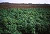 LEAF grower calls for intelligent pesticide use