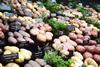 Chelsea Flower Show potato winner