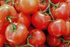 GEN tomato tomatoes