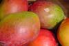 Mexiko: Deutliches Wachstum bei Mango-Exportmengen erwartet