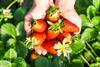 Huelva strawbs
