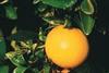 Israel plugs grapefruit gap