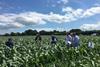 SCEPTREplus sweetcorn herbicide trials at Barfoots