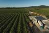Banana Farm Hort innovation