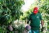 Trops mango grower