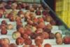 Kentish peaches could be the norm by the end of this century
