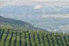 Stemilt production landscape
