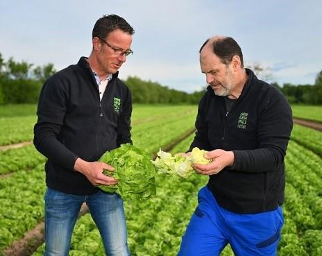 Im Gemüsegarten Pfalz "rollen jetzt die Köpfe" Article