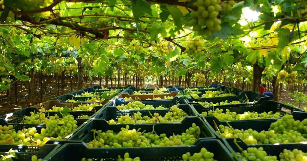 Chile aims for greater uniformity in table grapes | News | Fruitnet