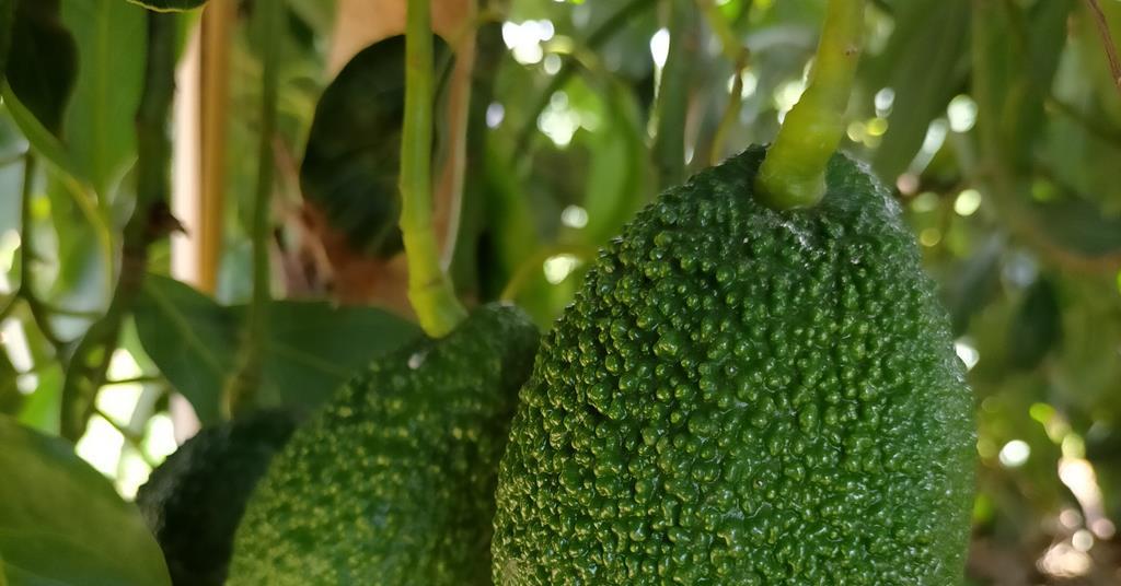 Reed avocado breakthrough commercialised Article